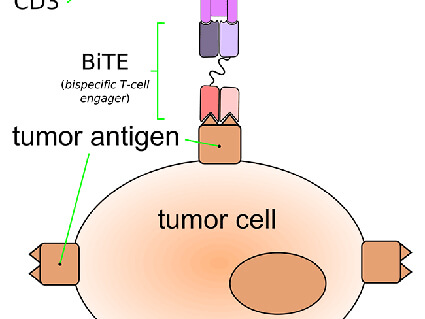 Hycela Injection FDA Approves Subcutaneous Rituximab for Some Blood Cancers - National ...