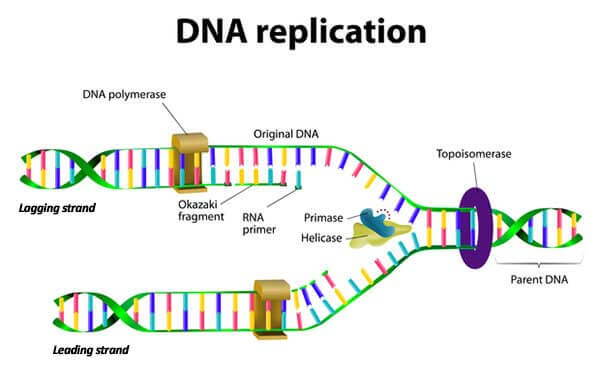 DNA replication graphic