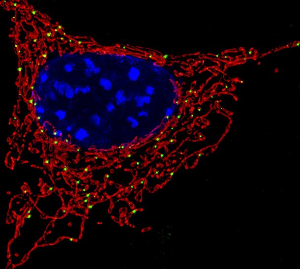 metabolism taking place in the mitochondria of a cell