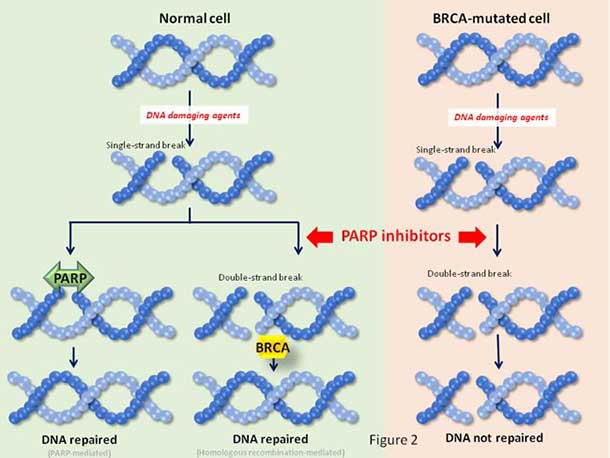 Image showing how blocking PARP proteins in cells with BRCA mutations leads to cell death.