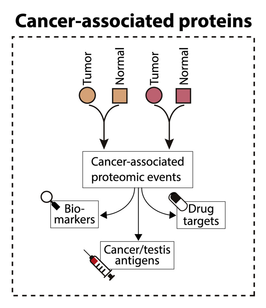 A schematic of the potential different uses for cancer-related proteins discovered through proteogenomic studies.