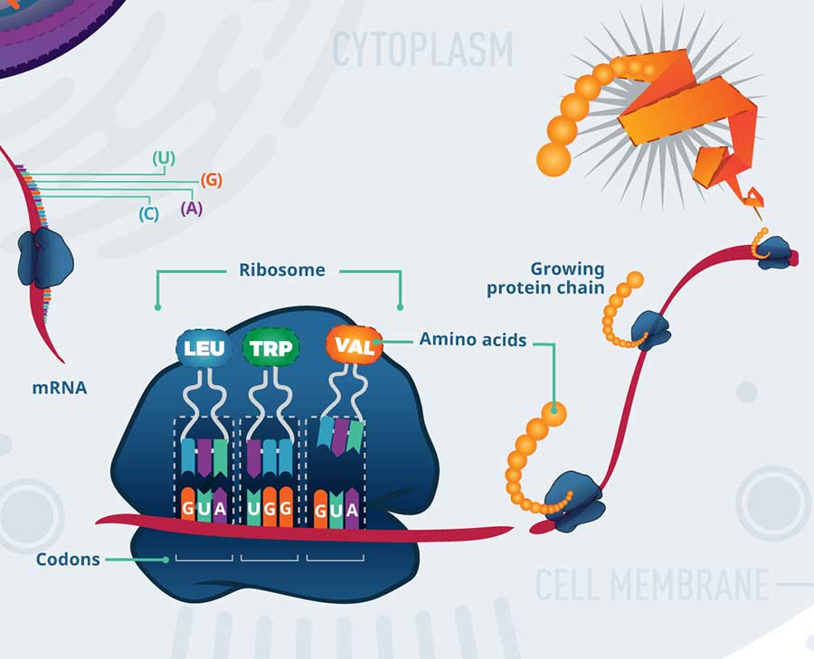 Alt text: An infographic illustrating the process of translation.