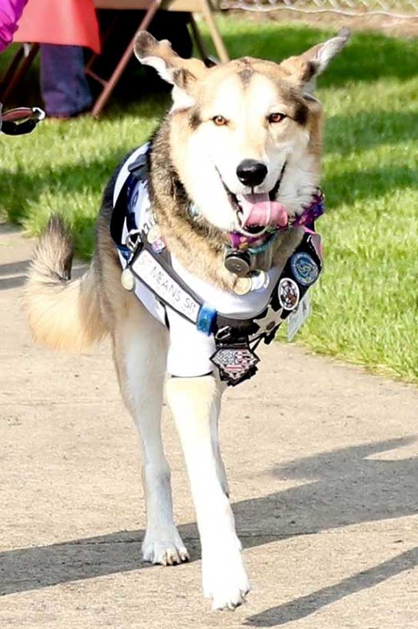 A dog missing a leg, removed because of bone cancer.