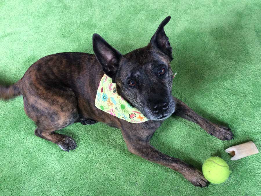 A small black dog with a bandana.