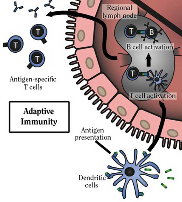 Diagram depicting dendritic cell activity.