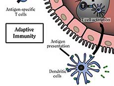 Illustration of dendritic cell adaptive immunity 