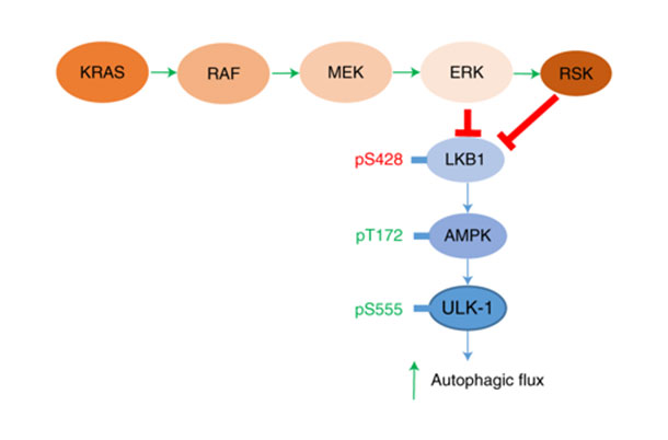 A diagram of the MAPK signaling pathway.