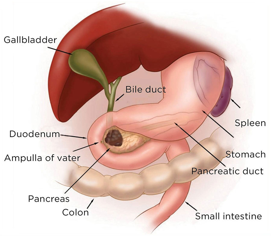 phd thesis pancreatic cancer