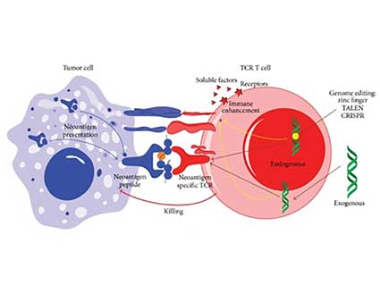 Immune cell killing a tumor cell expressing neoantigens.