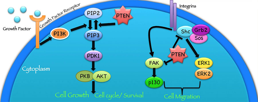 Cell signaling pathway diagram showing the PTEN protein's role in suppressing tumors.