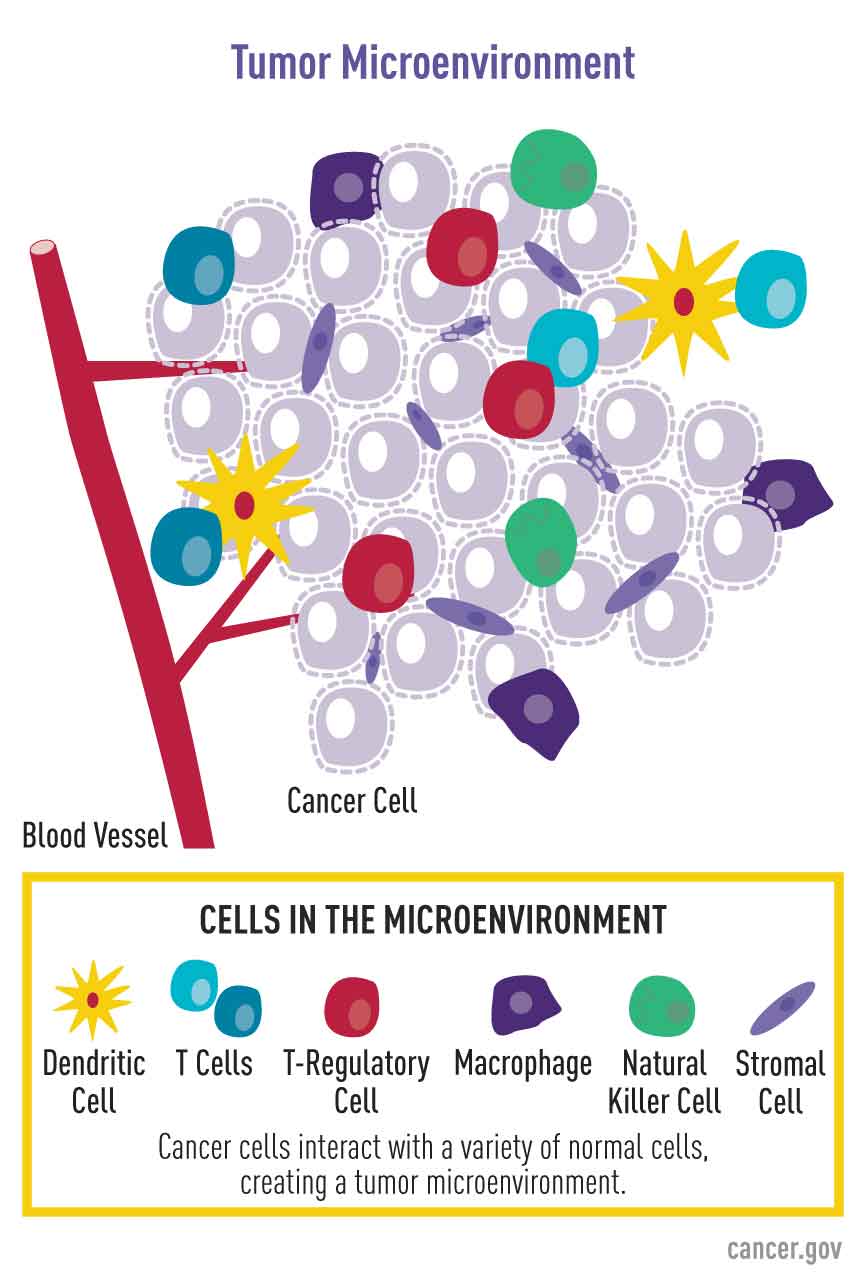 Tumor Microenvironment