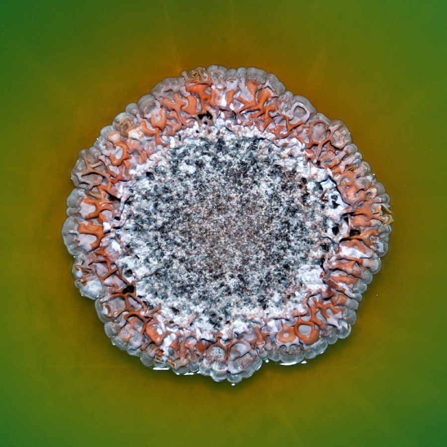 Image of the Streptomyces peucetius bacterium