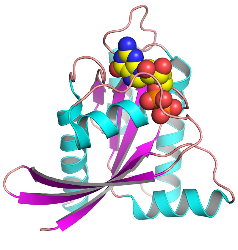 Ras Target Identification Structural Biology