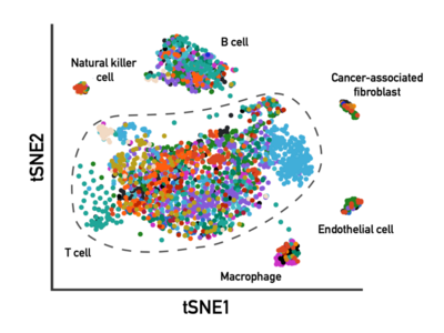 Image of individual immune cells from different patient tumors