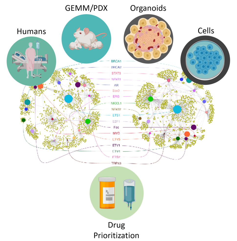 Computational approaches to predict and test drugs for master regulator proteins.