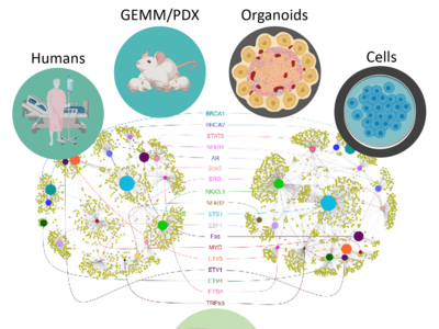 Computational approaches to predict and test drugs for master regulator proteins.