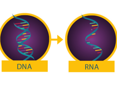 A simplified model of the central dogma of molecular biology.