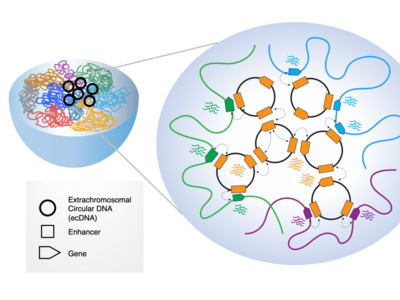 Diagram of Extrachromosomal circular DNA