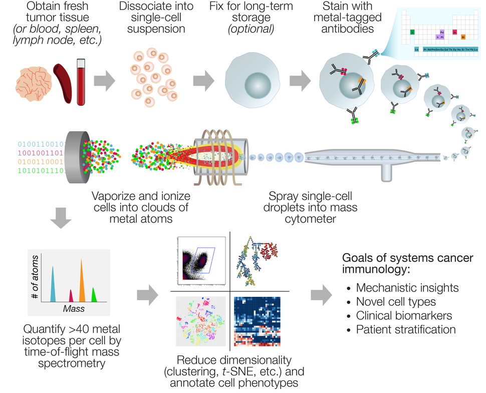 An illustration of a mass cytometry workflow which may be used to inform cancer systems immunology