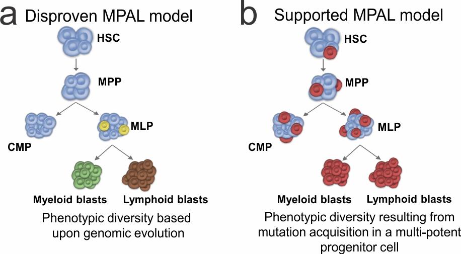 Models of MPAL