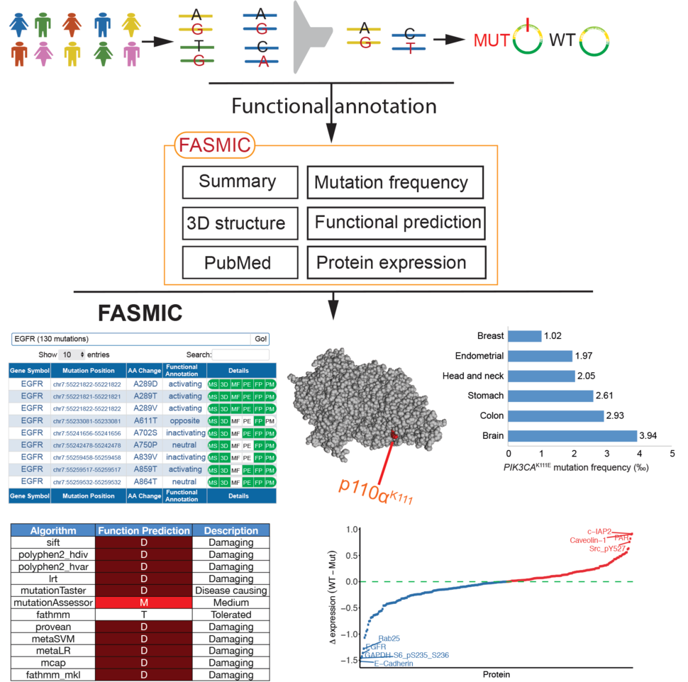 Overview of the FASMIC web portal, which can be used for exploring functional effects of cancer somatic mutations