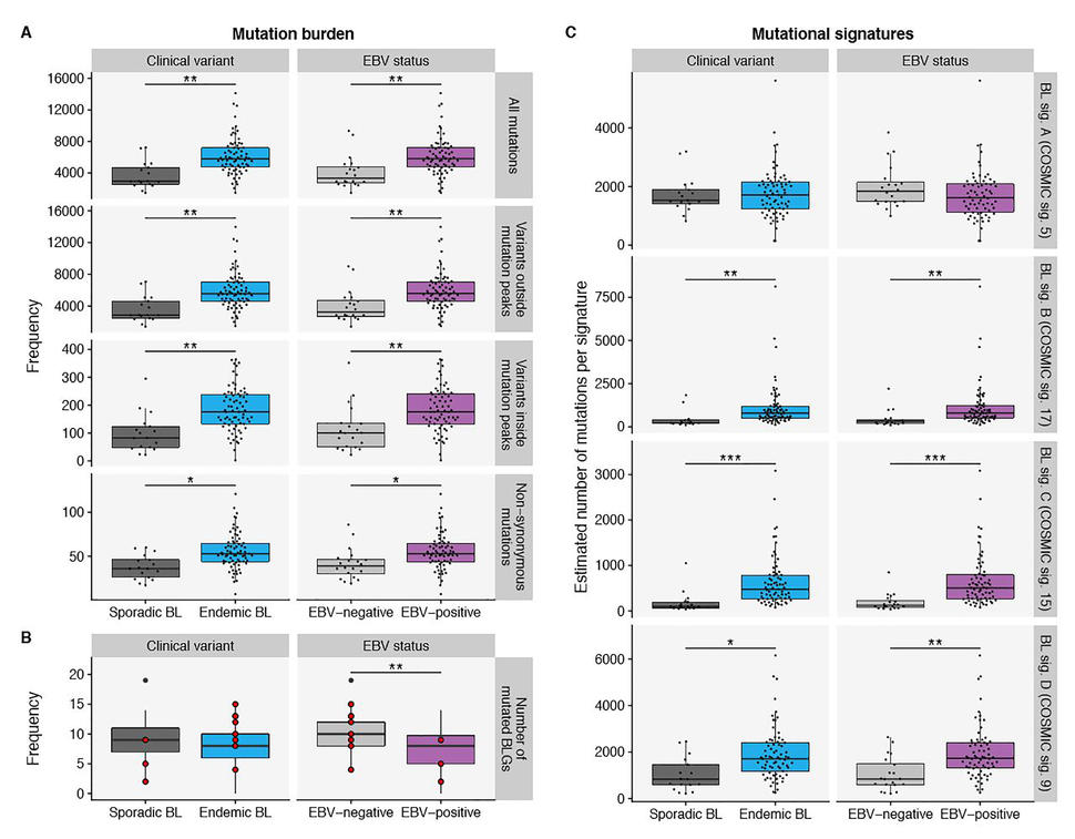 Mutational processes in Burkitt lymphoma