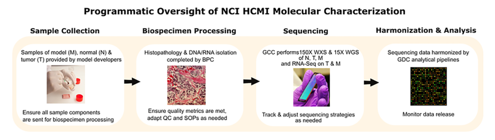 The molecular characterization process for the Human Cancer Models Initiative