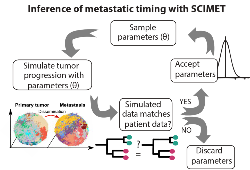 Inference of patient-specific evolutionary dynamics and the timing of metastasis from cancer genomic data using SCIMET