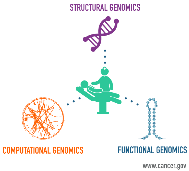 Diagram to demonstrate structural, computational, and functional genomics