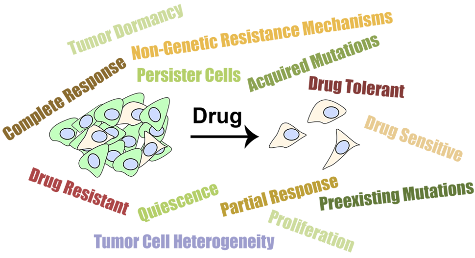 Drug Response Figure