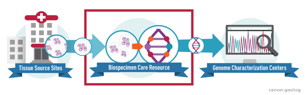 Illustration of the the Biospecimen Core Resource