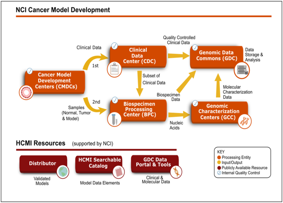 Cancer Model Development Centers (CMDC) simplified cancer model development flow chart