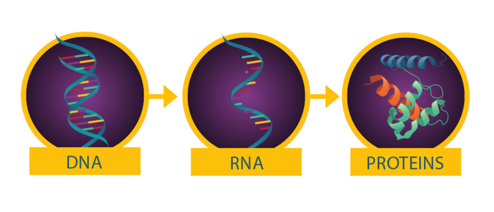 A simplified model of the central dogma of molecular biology.