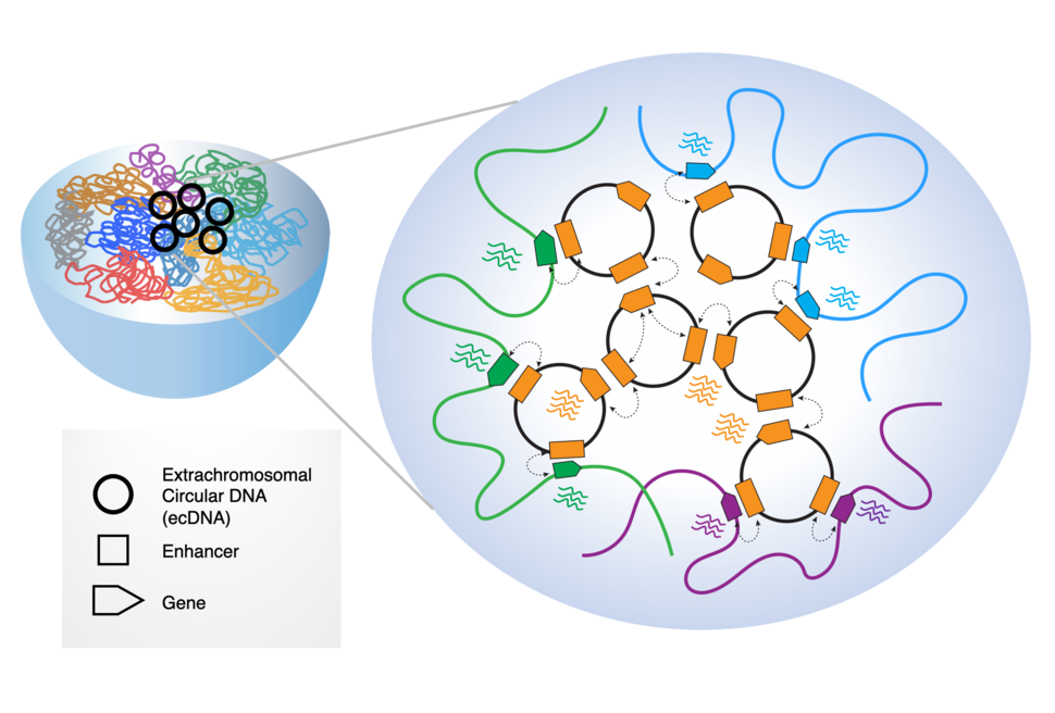 Diagram of Extrachromosomal circular DNA