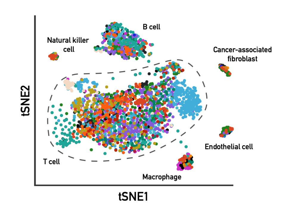 Image of individual immune cells from different patient tumors