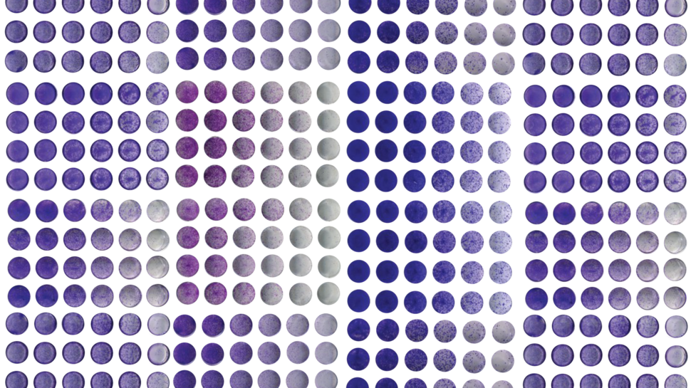 Image of cell growth assays performed on knockout cancer cell lines.