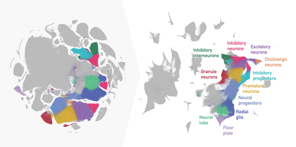 t-SNE embedding of 2 million mouse embryo cells with default parameters from the original publication (left) versus recommended parameters for preserving cell lineage relationships (right), with neuronal development clusters highlighted.