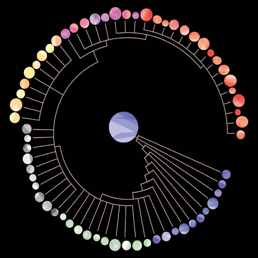 Cancer phylogenetic tree