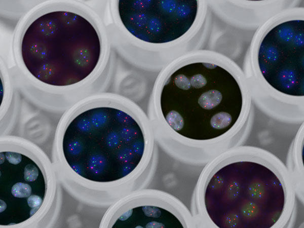 Florescent dyes highlight genes of cells growing in multi-well plates.