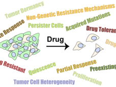 Drug Response Figure