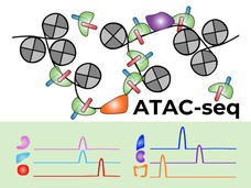 The ATAC-seq method