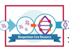 Illustration of the the Biospecimen Core Resource