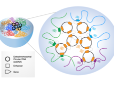 Diagram of Extrachromosomal circular DNA