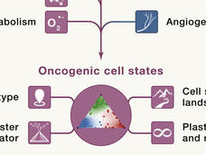 Diagram of an expanded "universe" of cancer targets with tumor intrinsic and extrinsic, and emerging targets represented.