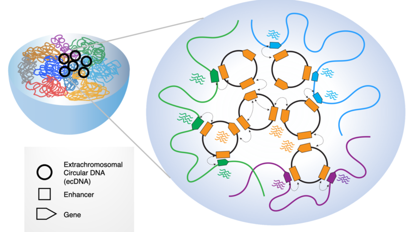 Diagram of Extrachromosomal circular DNA