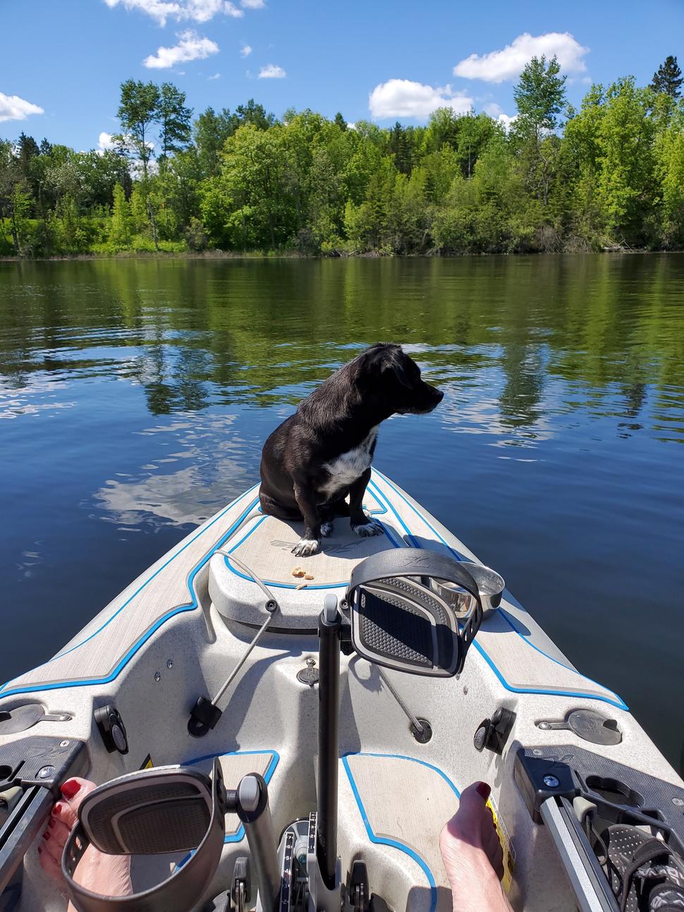 Dog sitting on kayak in the middle of a lake, trees in background.