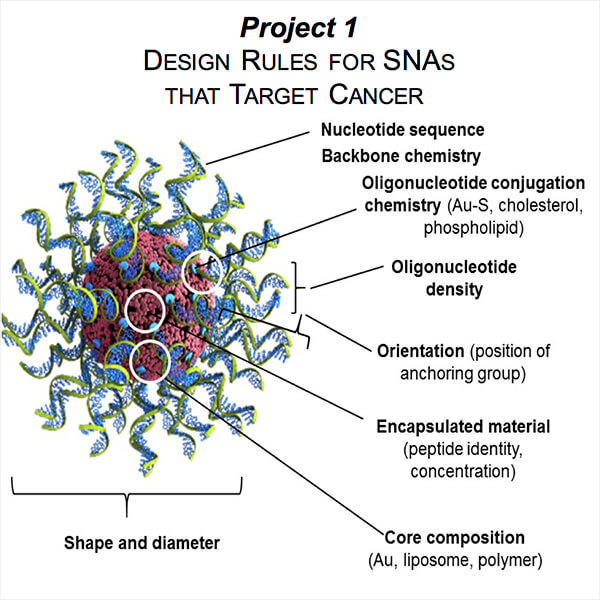 Spherical nanoparticle with various labeled components.