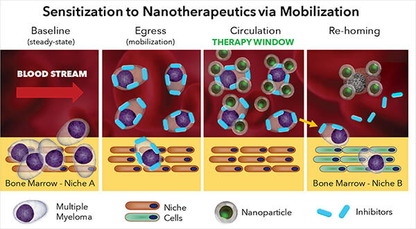 Diagram showing sensitization to nanotherapeutics via mobilization.