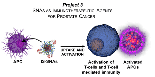 Sequence illustrating the progression of SNAs designed to mimic antigen-presenting cells targeting prostate cancer.