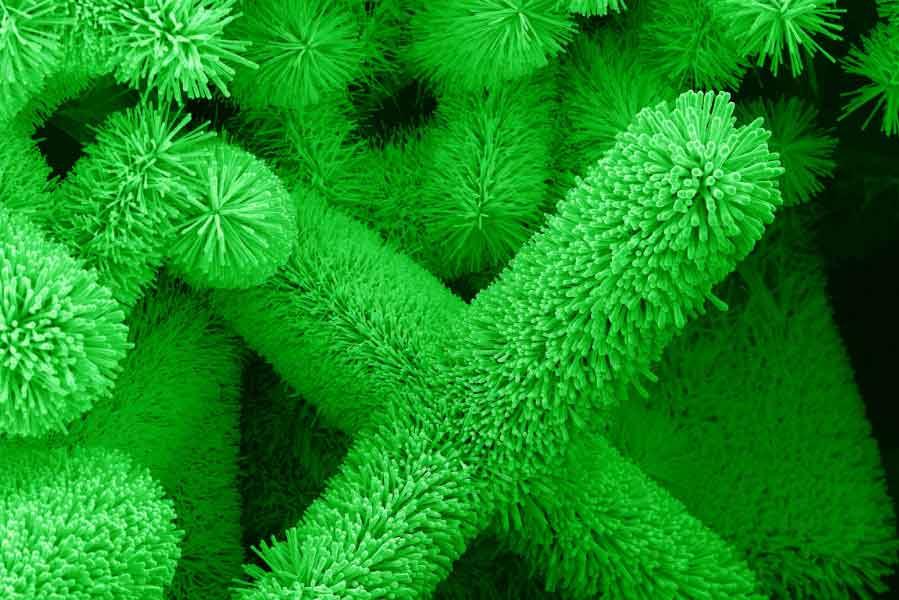 Nanowires Grown for Potential Biosensing Applications